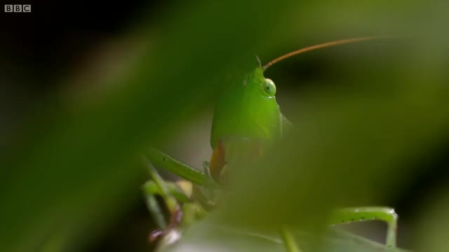 Army Ants rampage through the forest