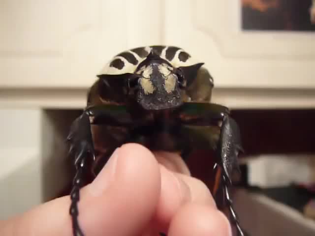 Cutest, Shyest, Hungriest Goliath Beetle