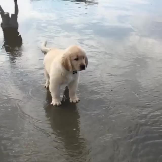 Puppy investigates water at the beach.