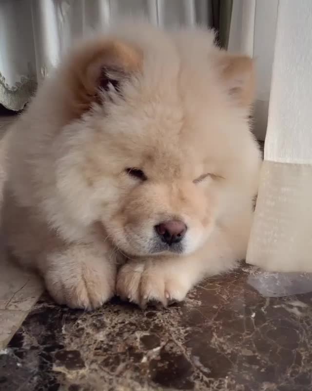 Sundays are tough for such a smol floof ???