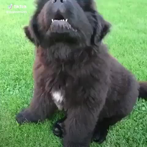 He's sooooo fluffy!! ?? #dog #puppy #adorable #cute