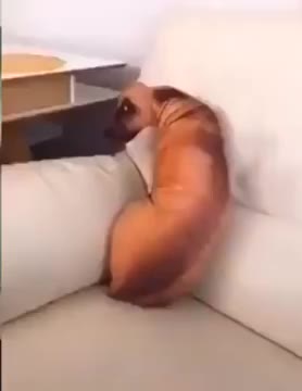 Dog.exe