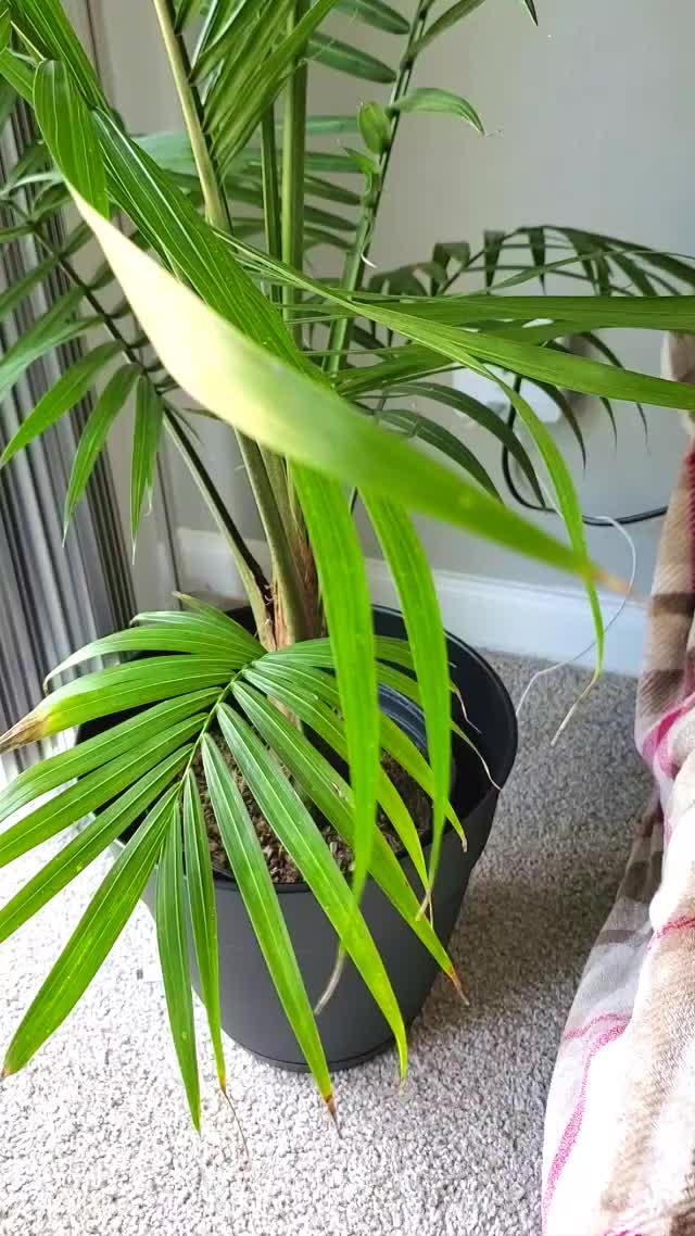Showing you my homegrown.. Plant ;) [gif] [oc]