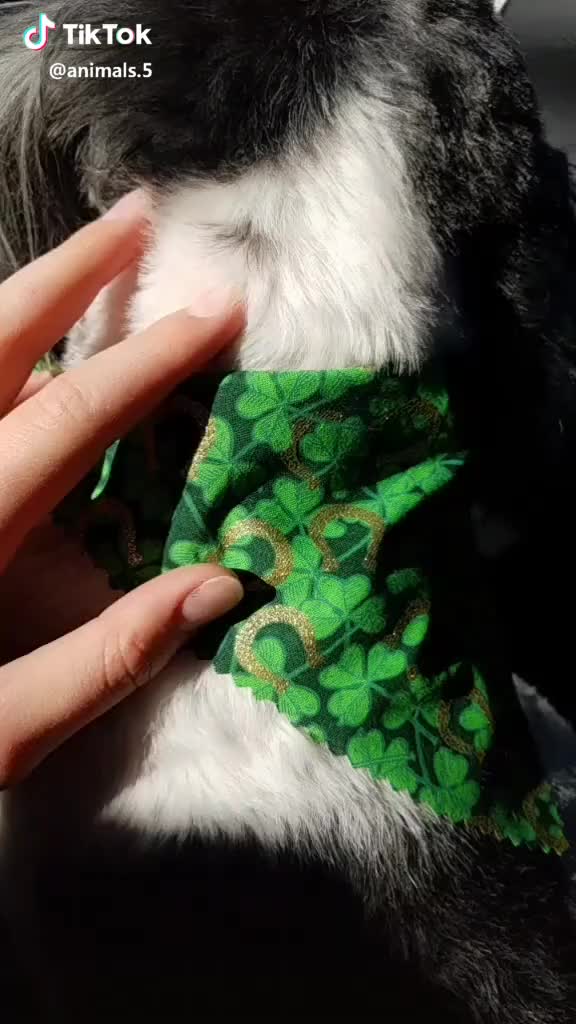 Missy got a hair cut today!! (and got a CUTE bandana!) #theanimalfans how old do