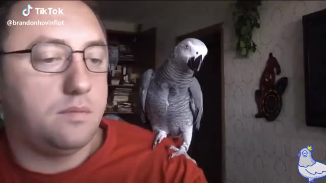  #parrot #fun