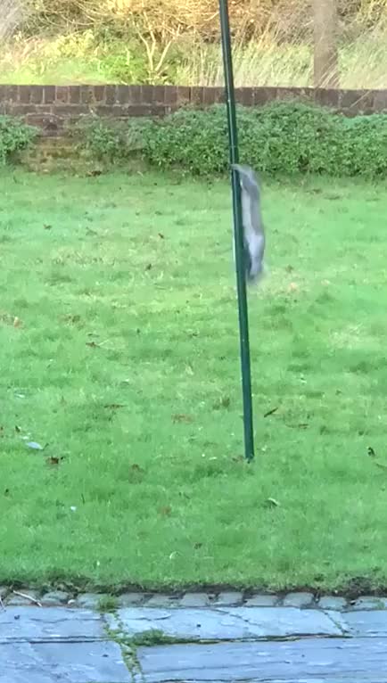 Mum was fed up of the squirrels stealing all the bird food so she greased the feeder!