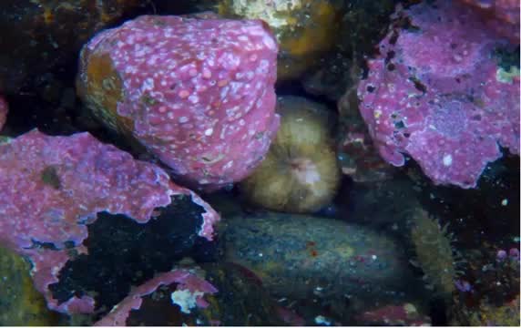 Sea cucumber