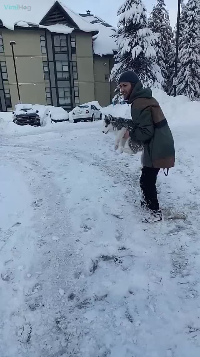puppy absolutely loves being thrown into piles of snow