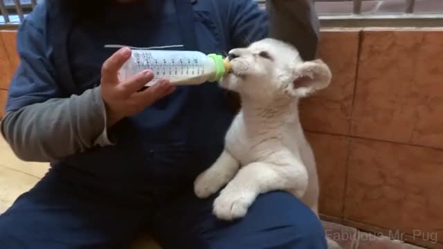 Bottle Feeding Lion Cubs