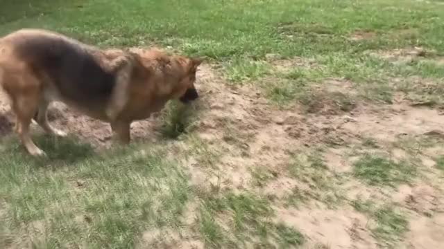 ripsave - Doggo outfoxed by fox