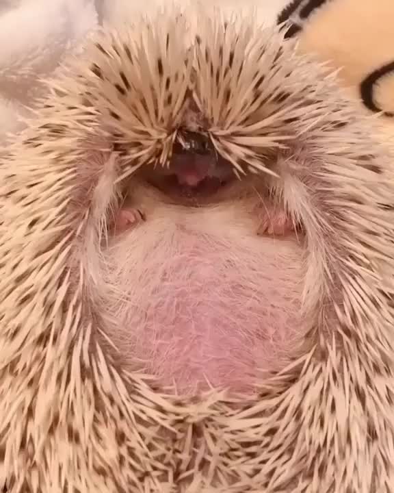 How the hedgehog yawns