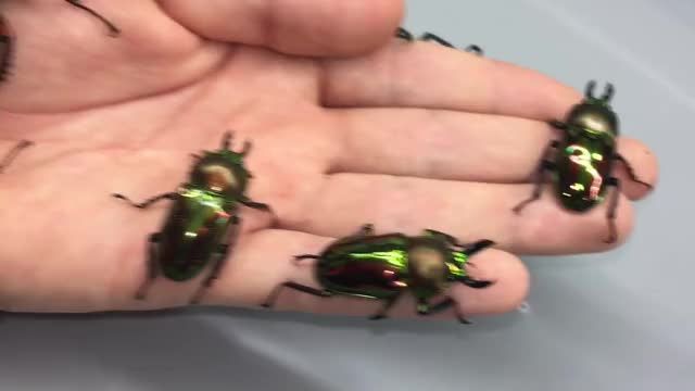 Rainbow Stag Beetle / You must see !