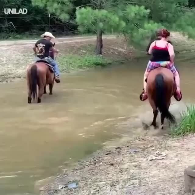 o cavalo agradeçe