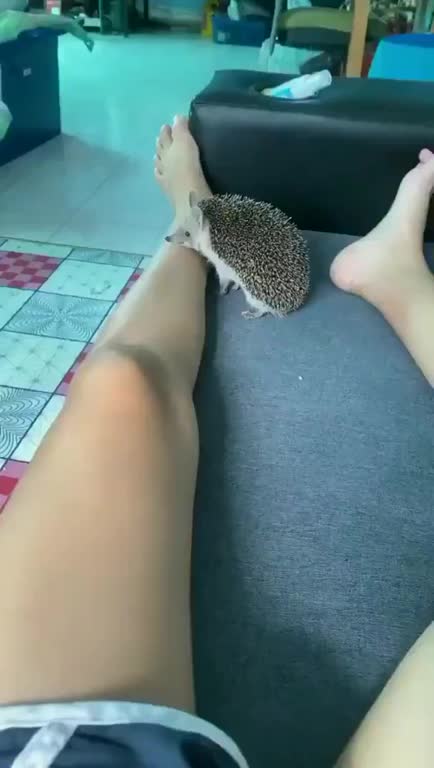 Spikey boi