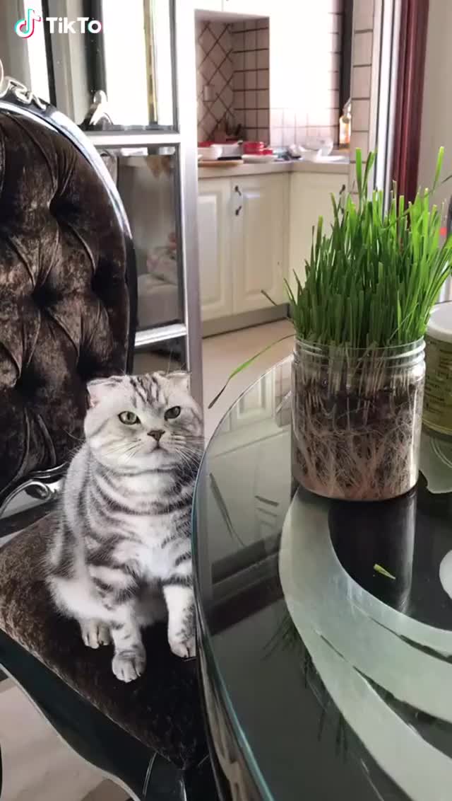 cat beg for a glass