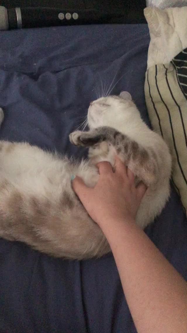 Pussyfoot loves belly rubs ?