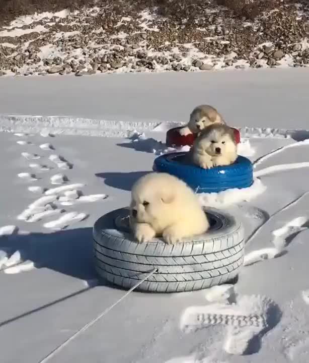 All aboard the fluff train!