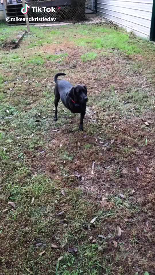 Hello I’m Gracie. Lost my leg, didn’t slow me down! #dog #lab #blacklab #playing