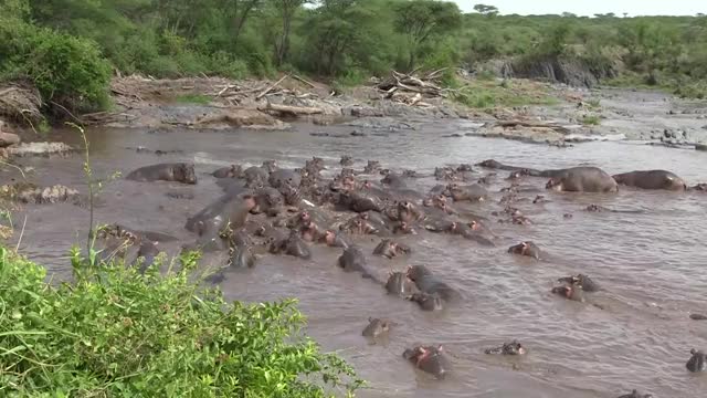 30 Hippos Attack One Crocodile