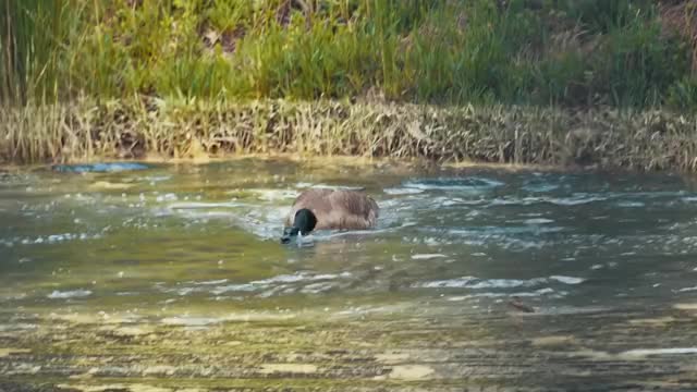 Duckling passes too close to a Canadian Goose nest