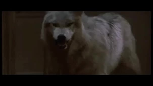 fright night wolf