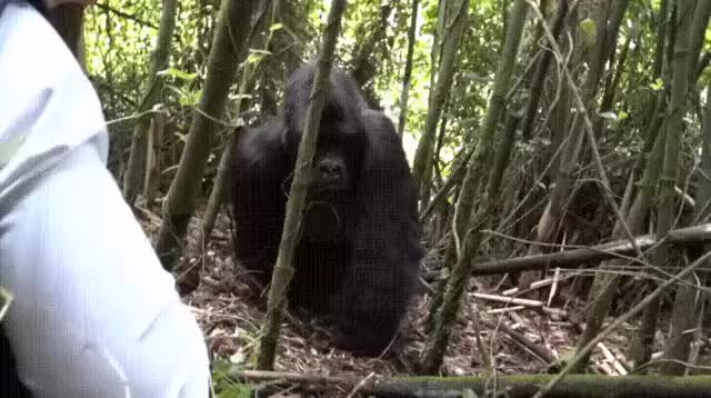 гифки-орангутан-обезьяна-горилла-5820263