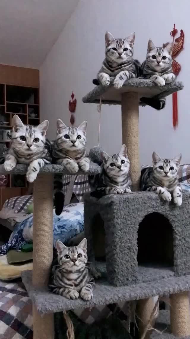 So many cute kitties