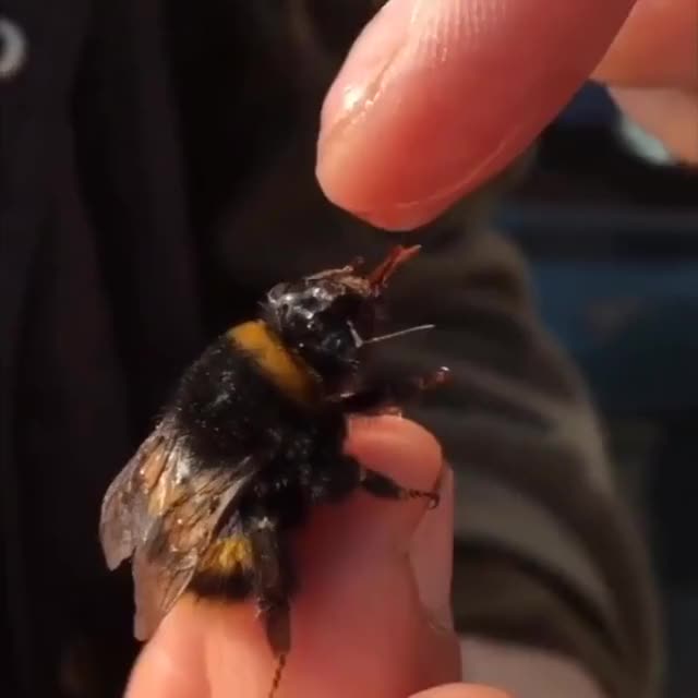 Kind human helping an exhausted bumble bee with sugar water