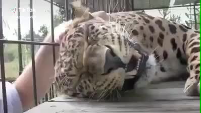 Big cat #zankuchallenge #foryou #bigcat #lepard #catsoftiktok #aww #love #mood