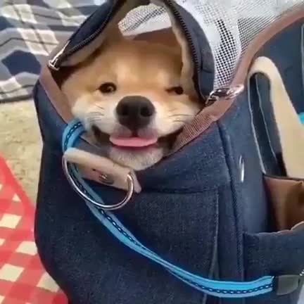 Good boi is smooshed inside purse