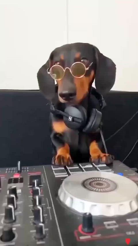 dj doggo 🙈🤣