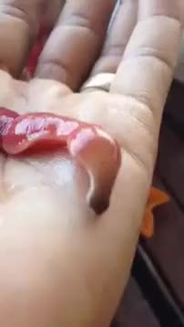 A ribbon worm spitting its proboscis