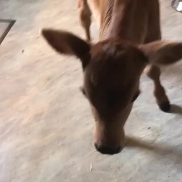 Christina in the kitchen at Fields of Freedom Sanctuary