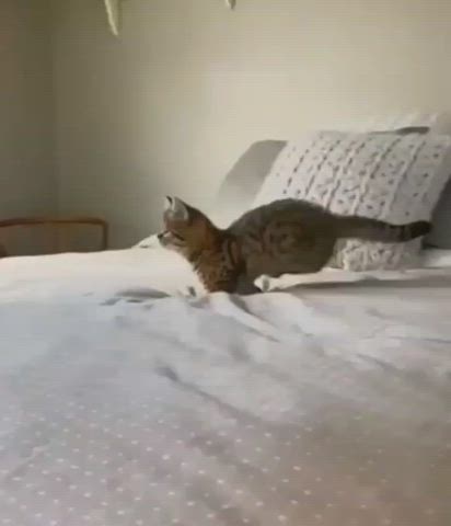The cat jumps cute