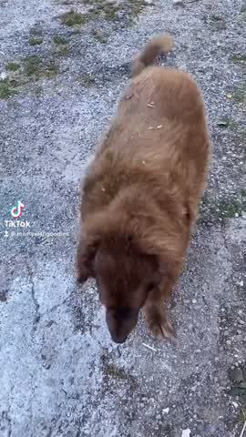 Bear, the dog
