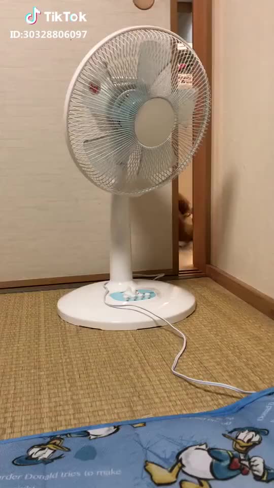 今日も一緒に寝たくて狭い所でも自分の毛布持ってきた可愛い??