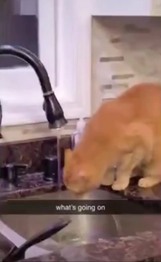 Cat drinks water