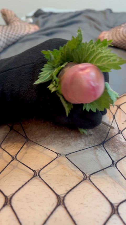 Cock torture with nettles 