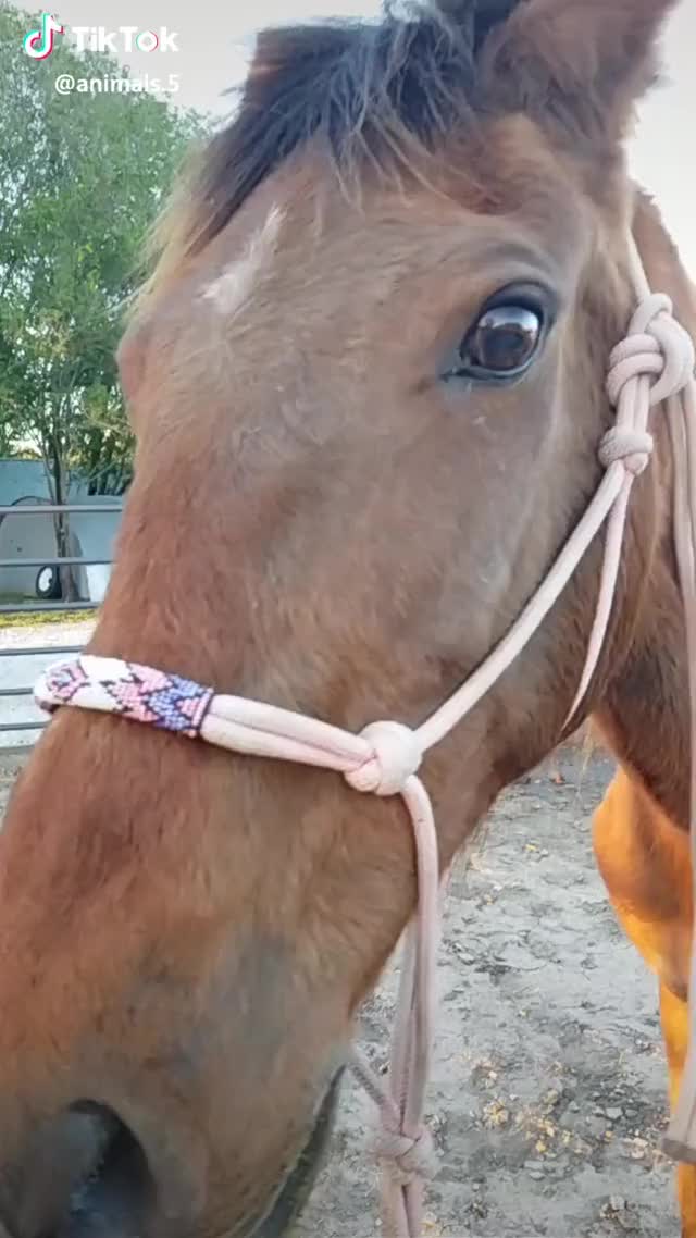 Shedding Season is the WORST!!? never wear black around a horse that's shedding!?