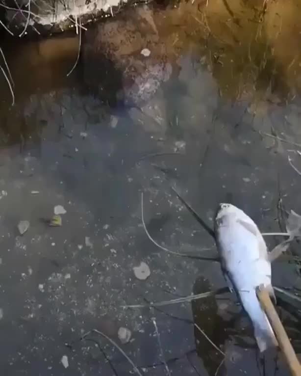 ? Giant Salamander emerges from its rock for a tasty meal. ?