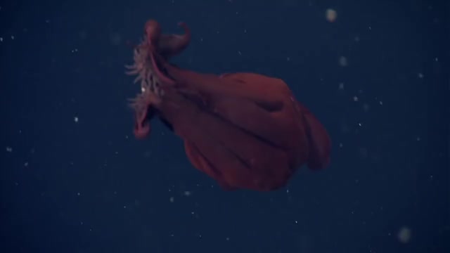 Vampire squid