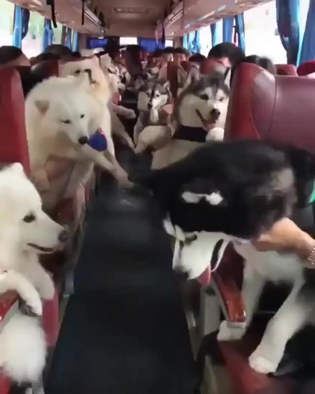 Husky Train!