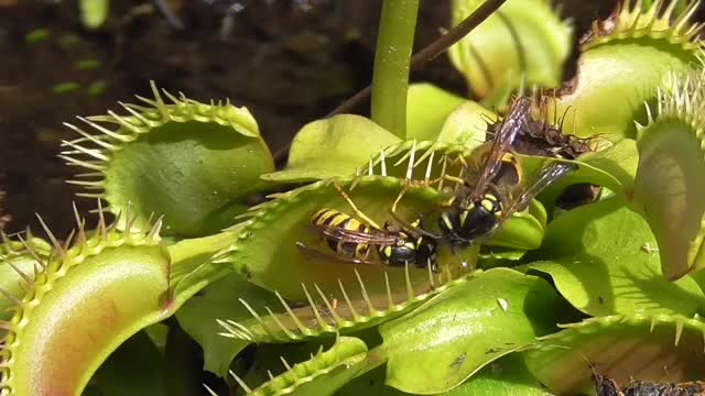 Venus flytrap catches yellow jackets. Venusfliegenfalle fängt Wespen