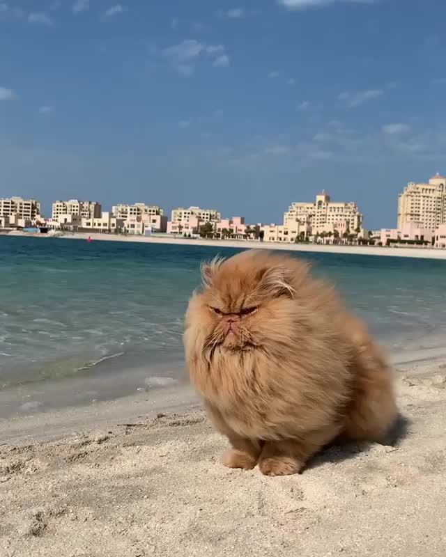 The Lion King at the beach