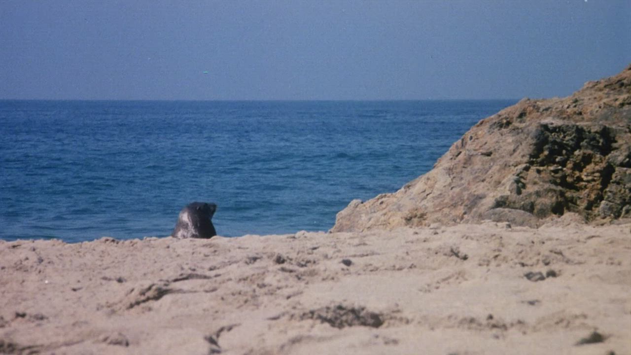 Beach scenery - Hot Moves (1984)