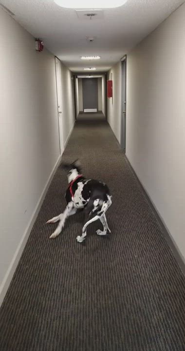 Dogging Girls Student gif