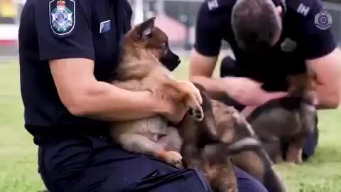 Future crime fighters! ??❤️ Video Credit: Queensland Police Service