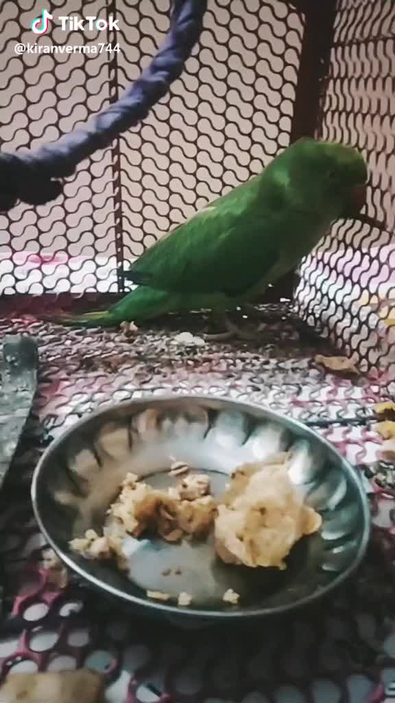 dekh lo ladayi bhi ab, akd k chlna or gussa to dekho #musically #tiktok #parrot #mithu