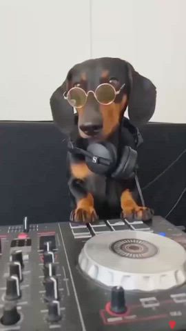 DJ Doggo🤣🤣