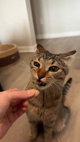 Just me munching on some catmint 🤤😍